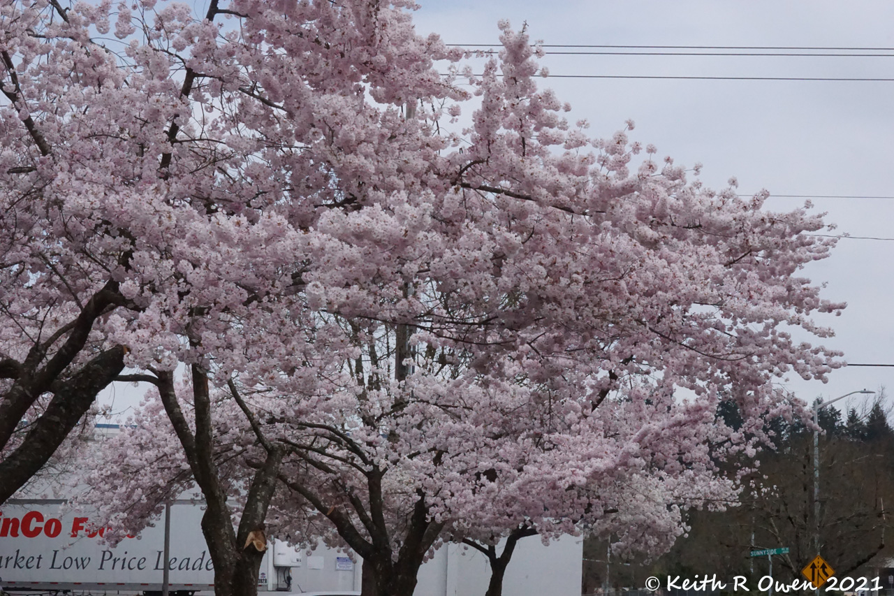 Cherry Blossoms