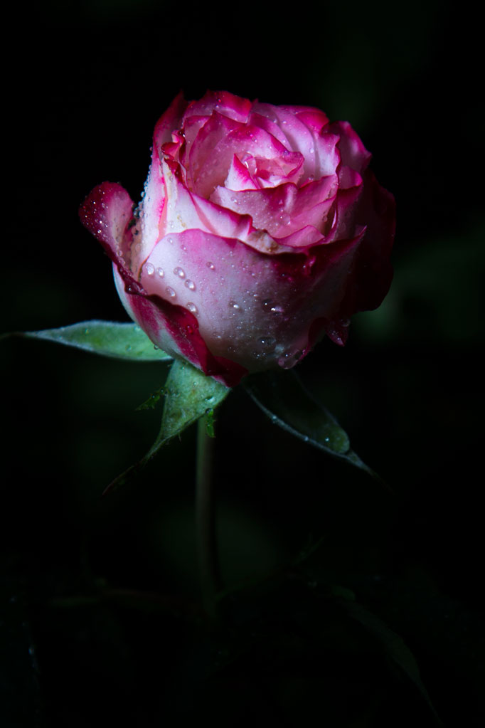 Cherry parfait rose