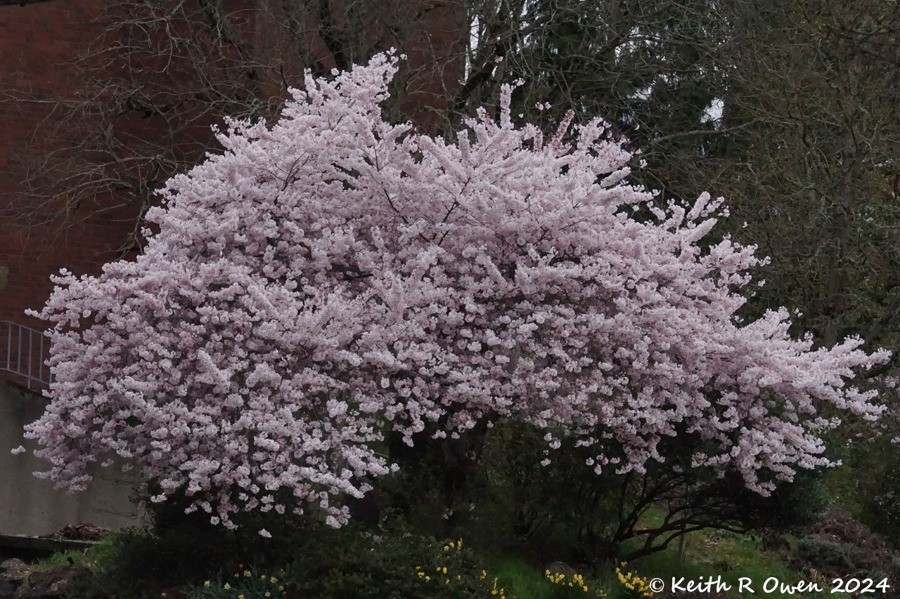 Cherry Tree