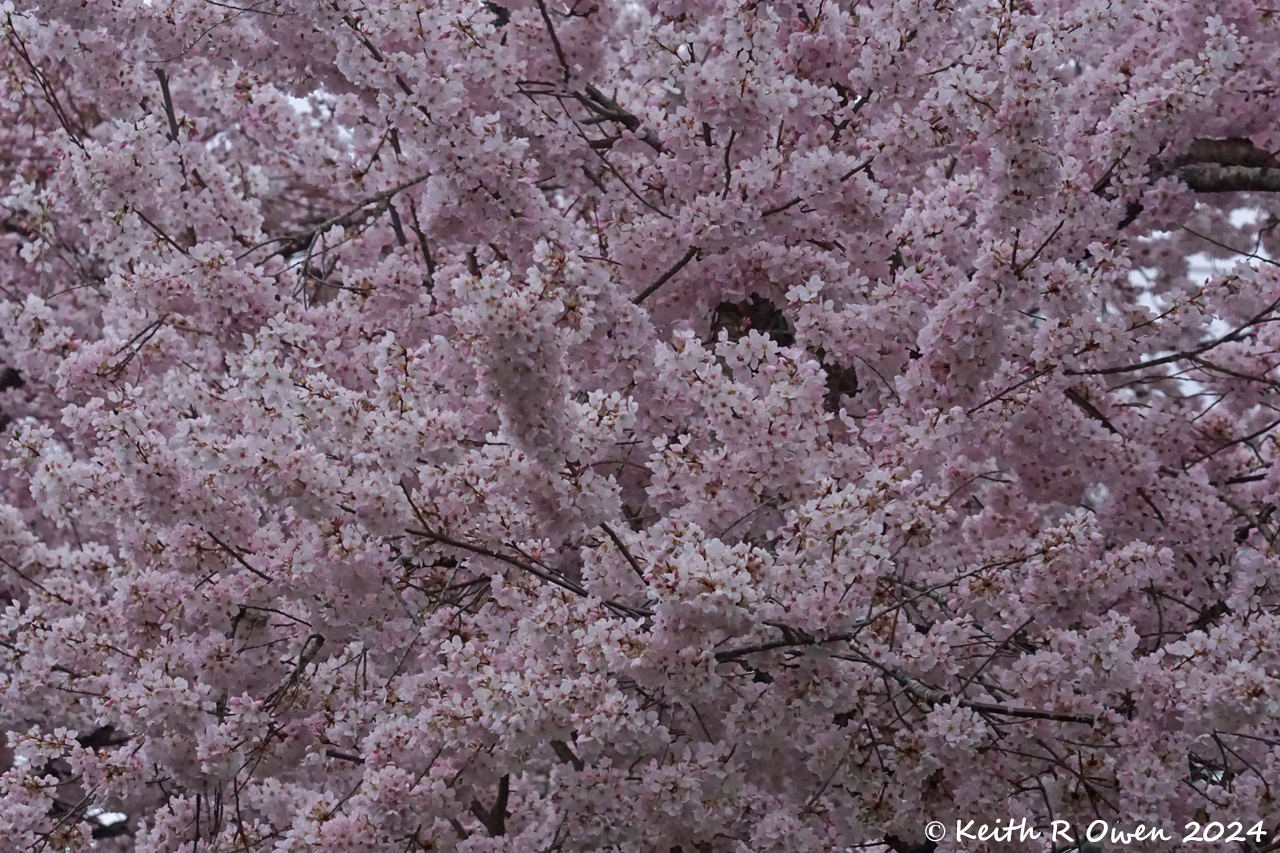 Cherry Tree