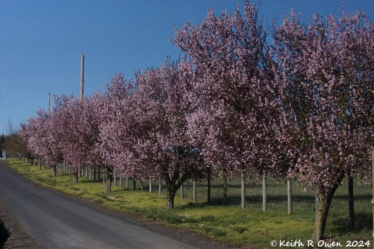 Cherry Trees
