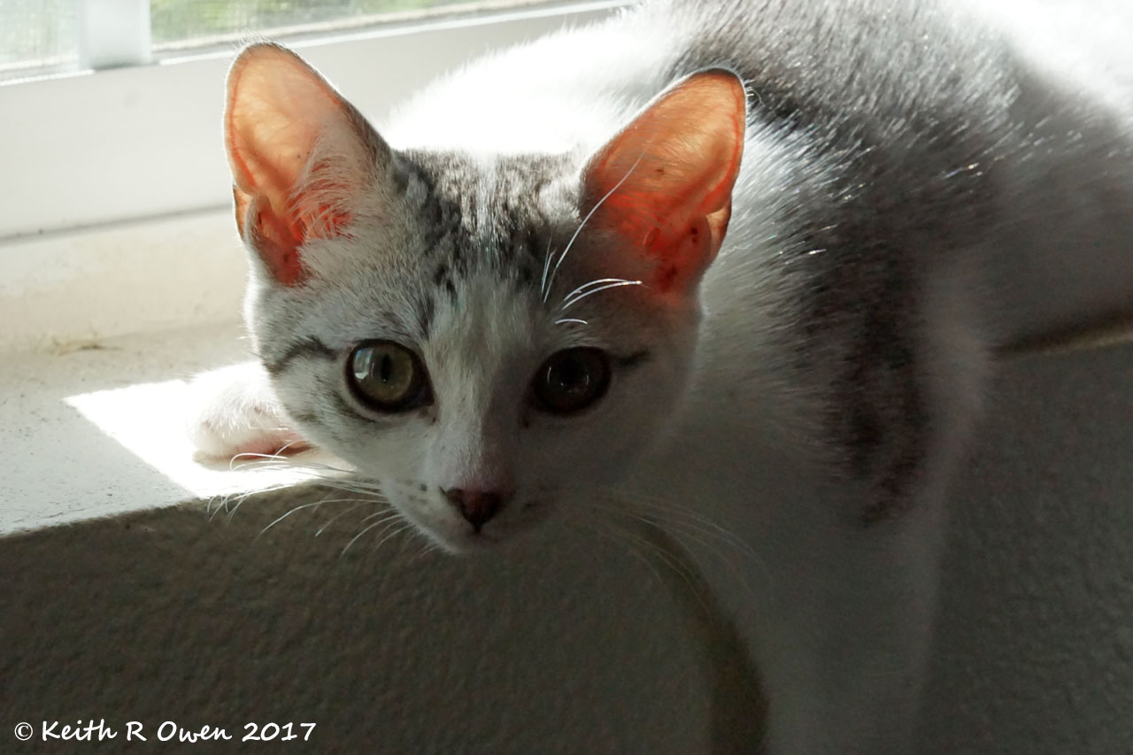 Cheyenne