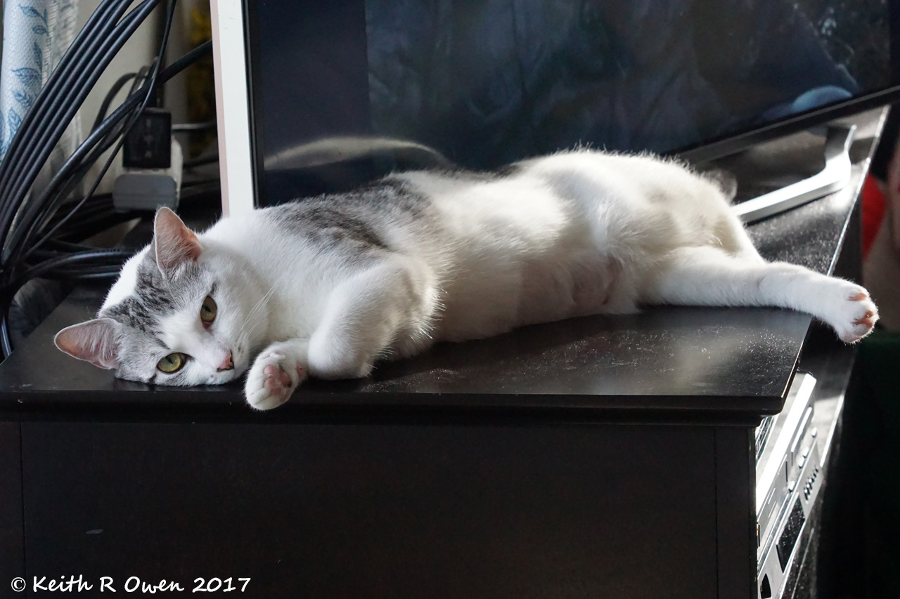 Cheyenne