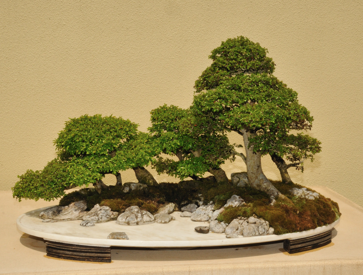 Chinese Elm Penjing