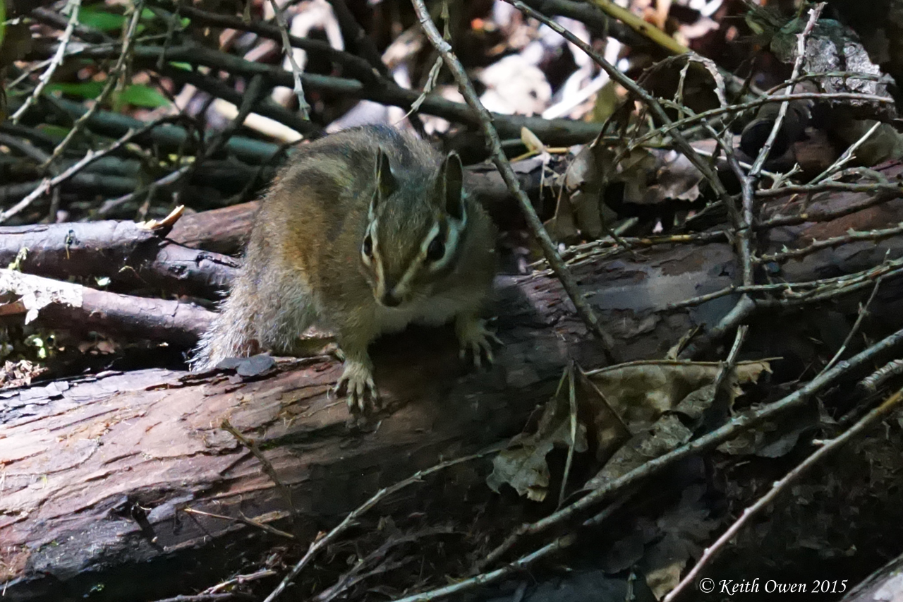 Chipmunk