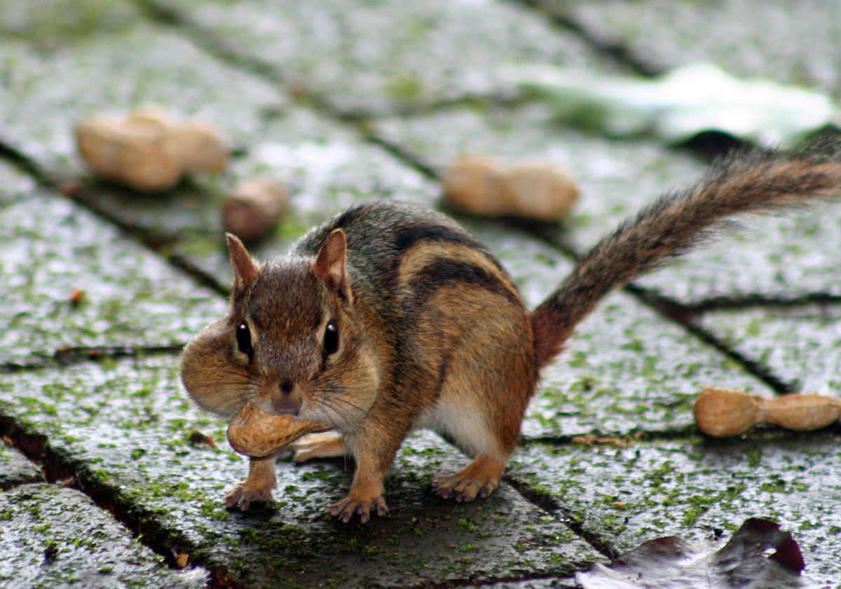 Chippy