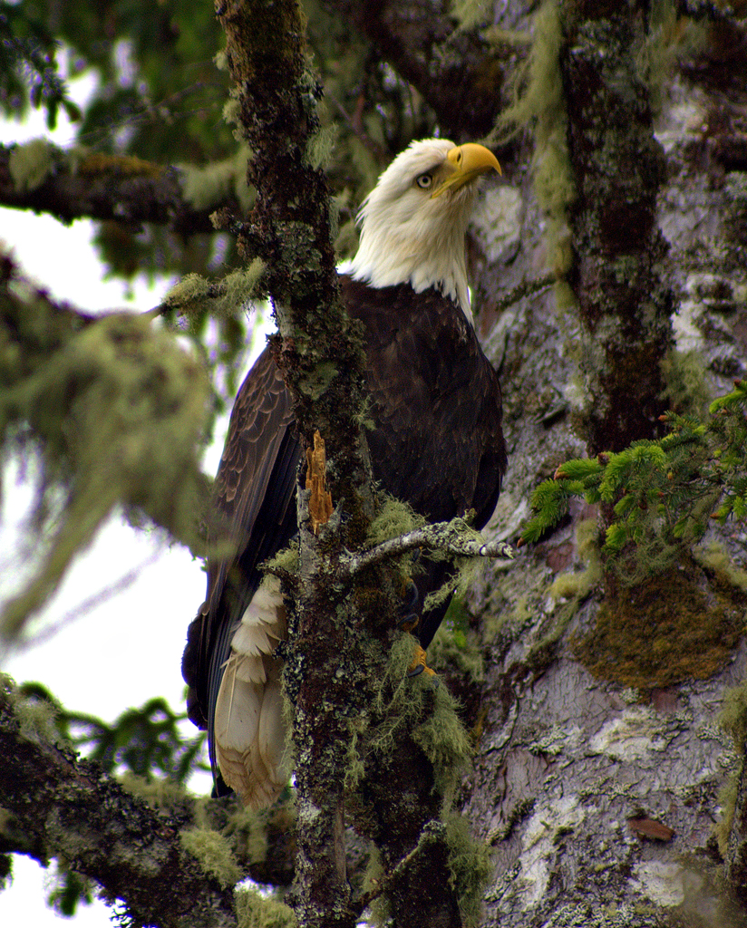 Chito Beach bald eagle