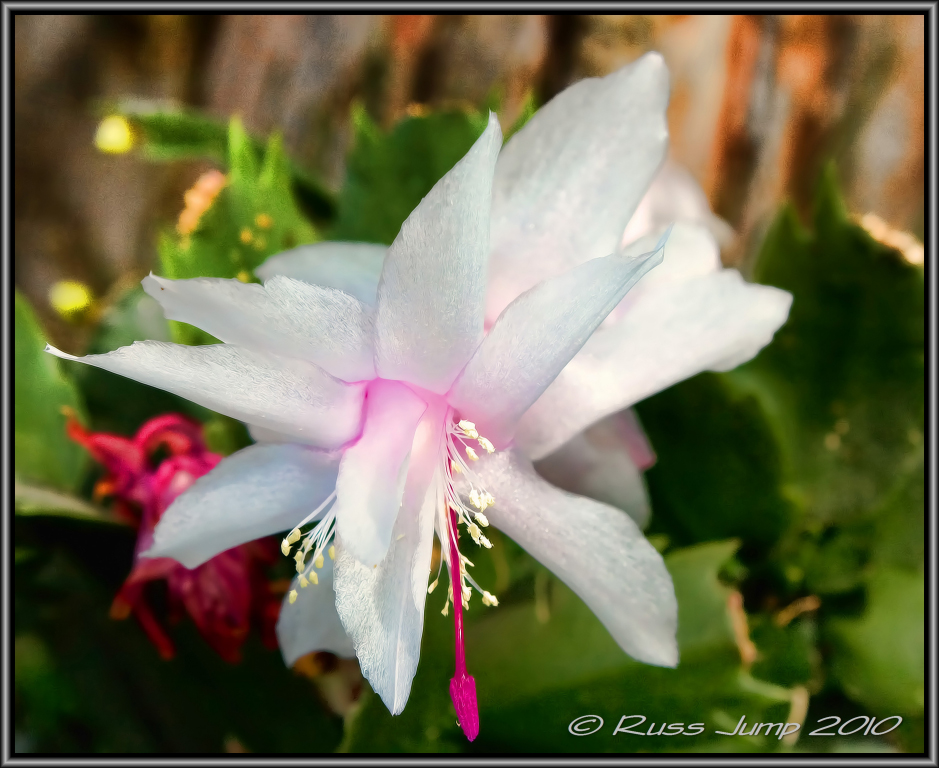 Christmas Cactus
