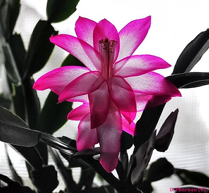 Christmas Cactus