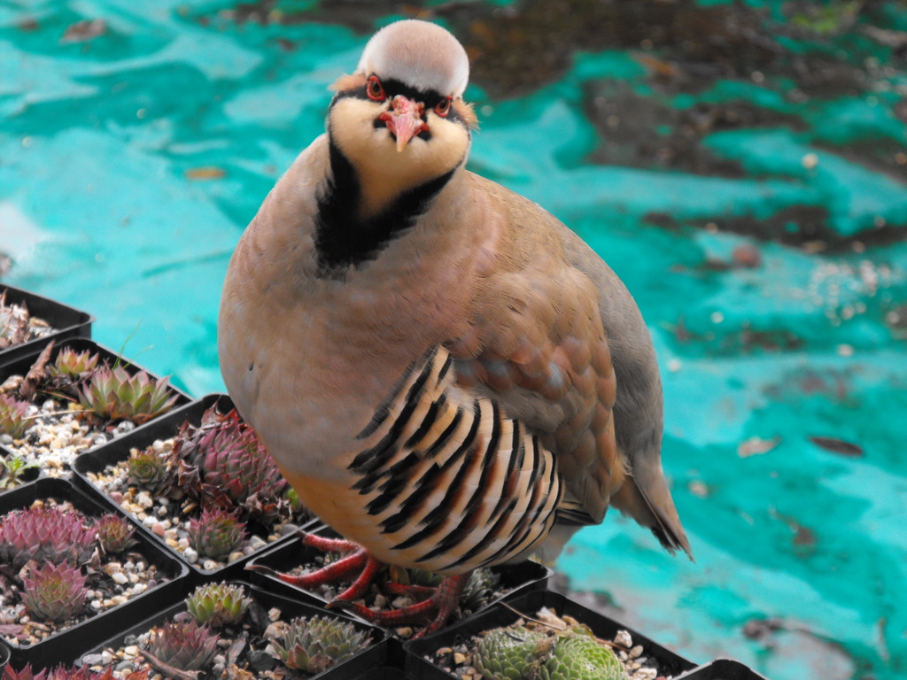Chukar