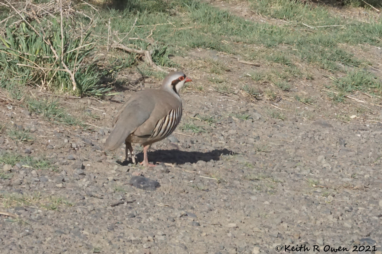 Chukar
