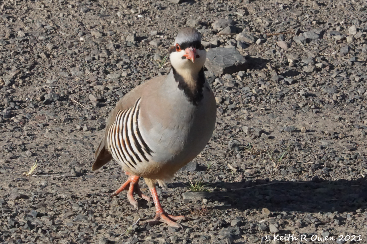 Chukar