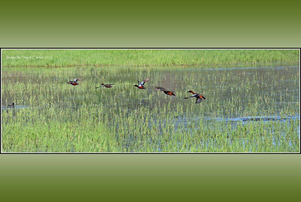 Cinnamon Teal In Flight