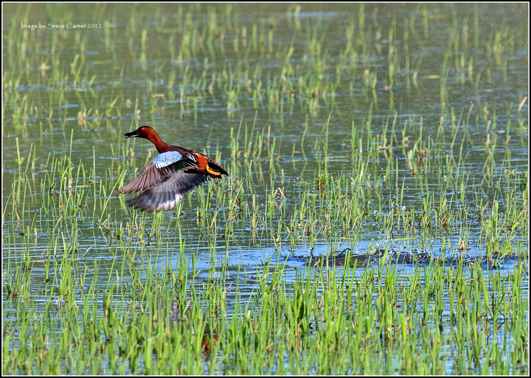 Cinnamon Teal on Takeoff