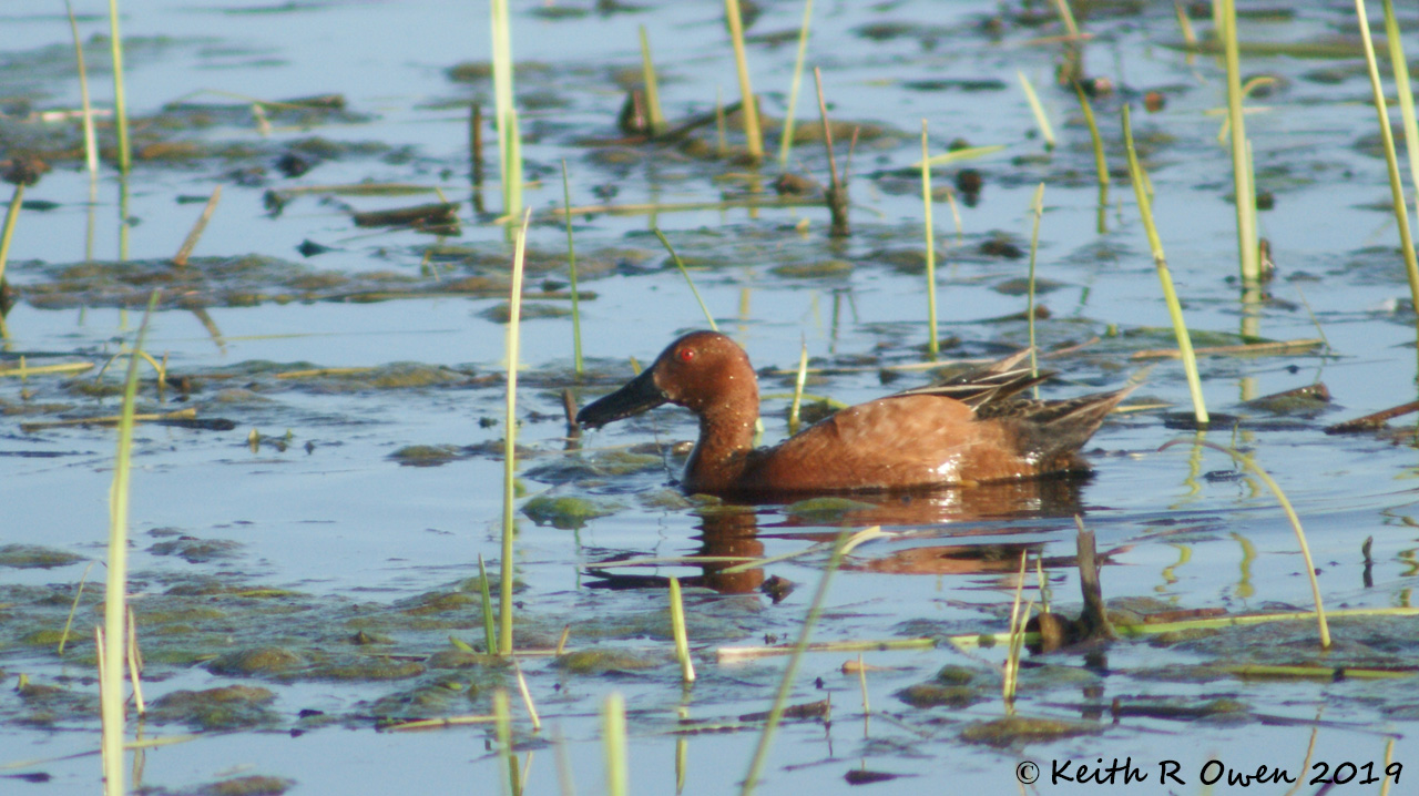 Cinnamon Teal