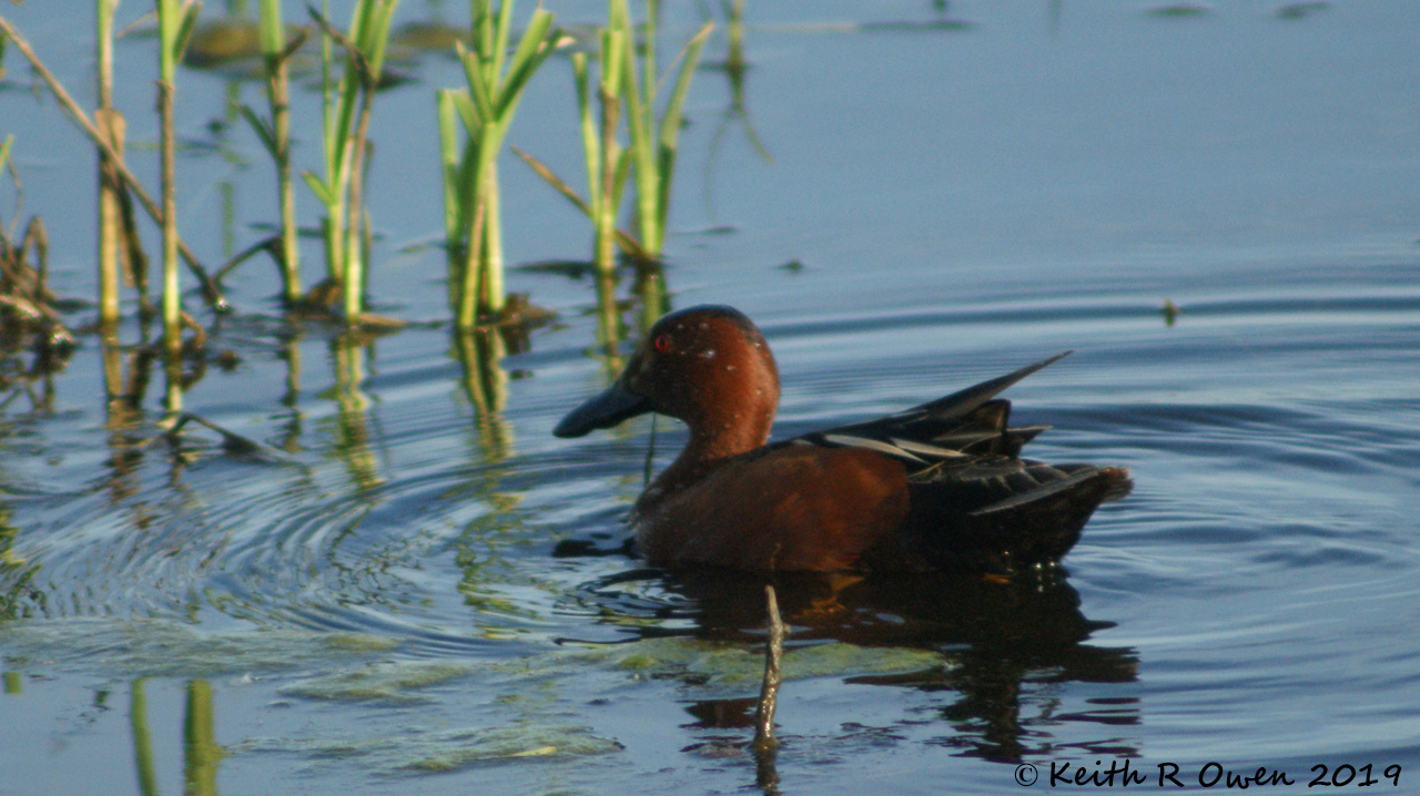 Cinnamon Teal