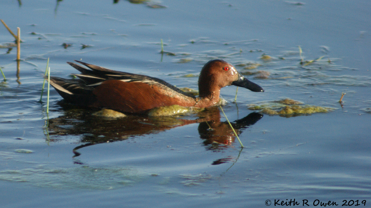 Cinnamon Teal
