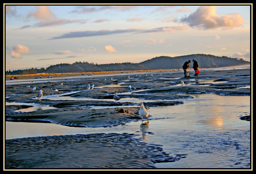 Clamming - Long Beach, WA  Nov 20, 2010
