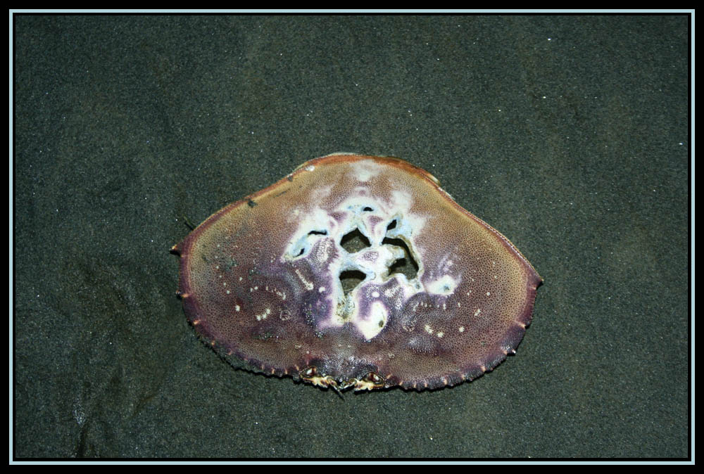 Clamming - Long Beach, WA  Nov 20, 2010