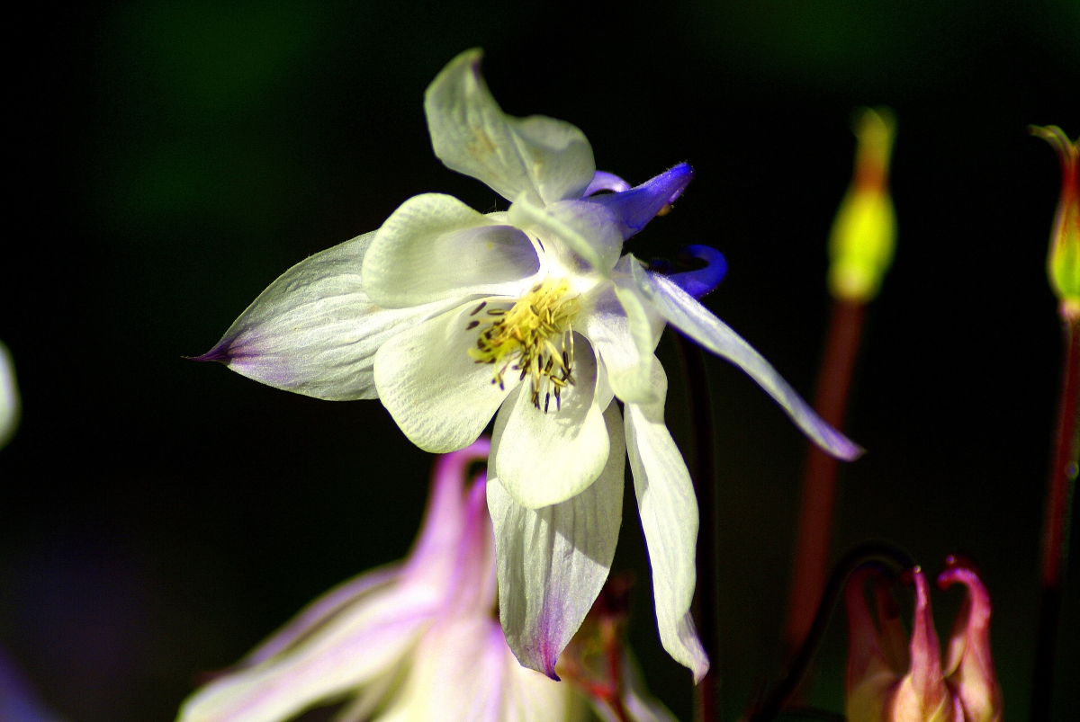 Close Columbine