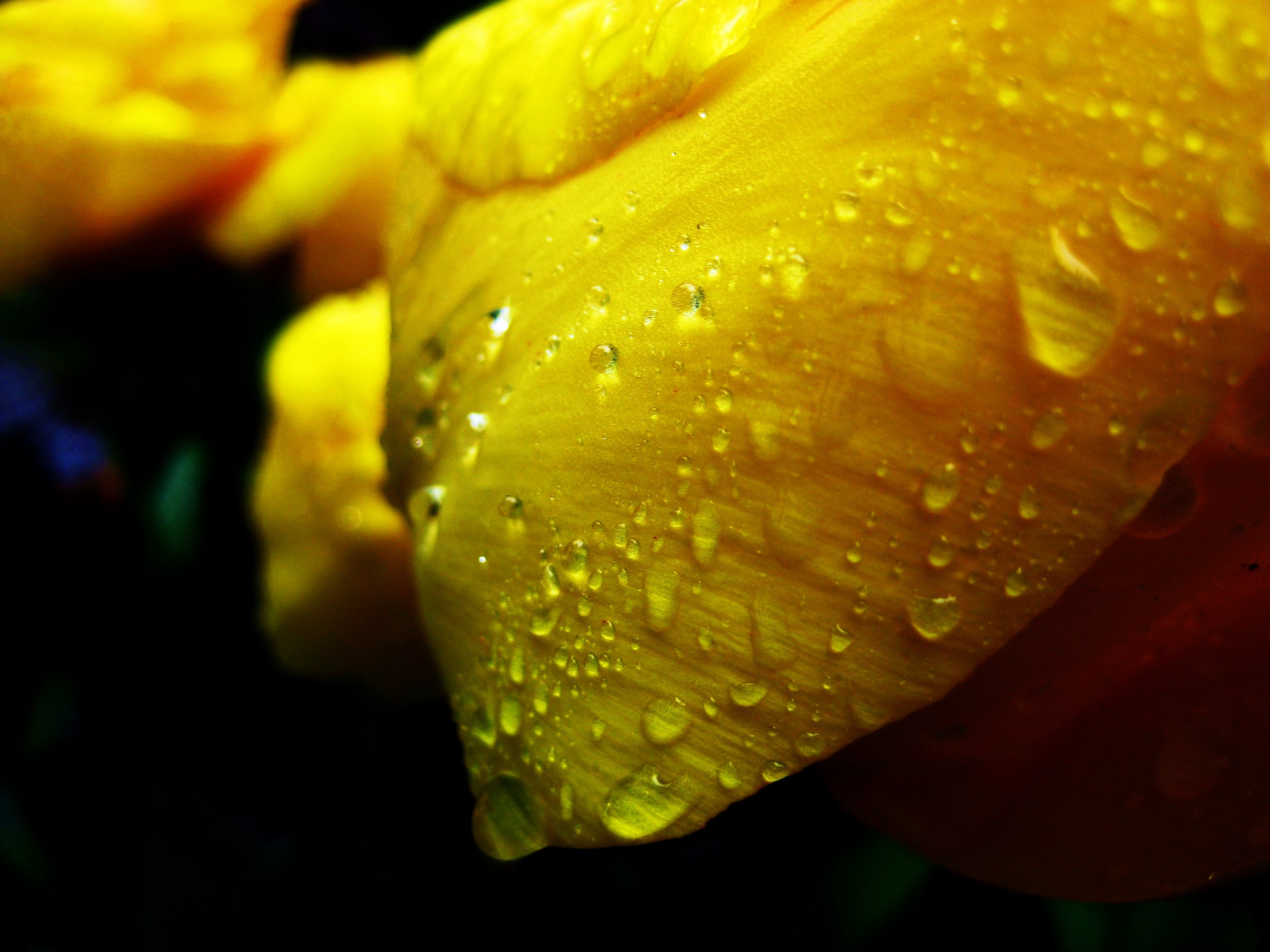 close up rain drops