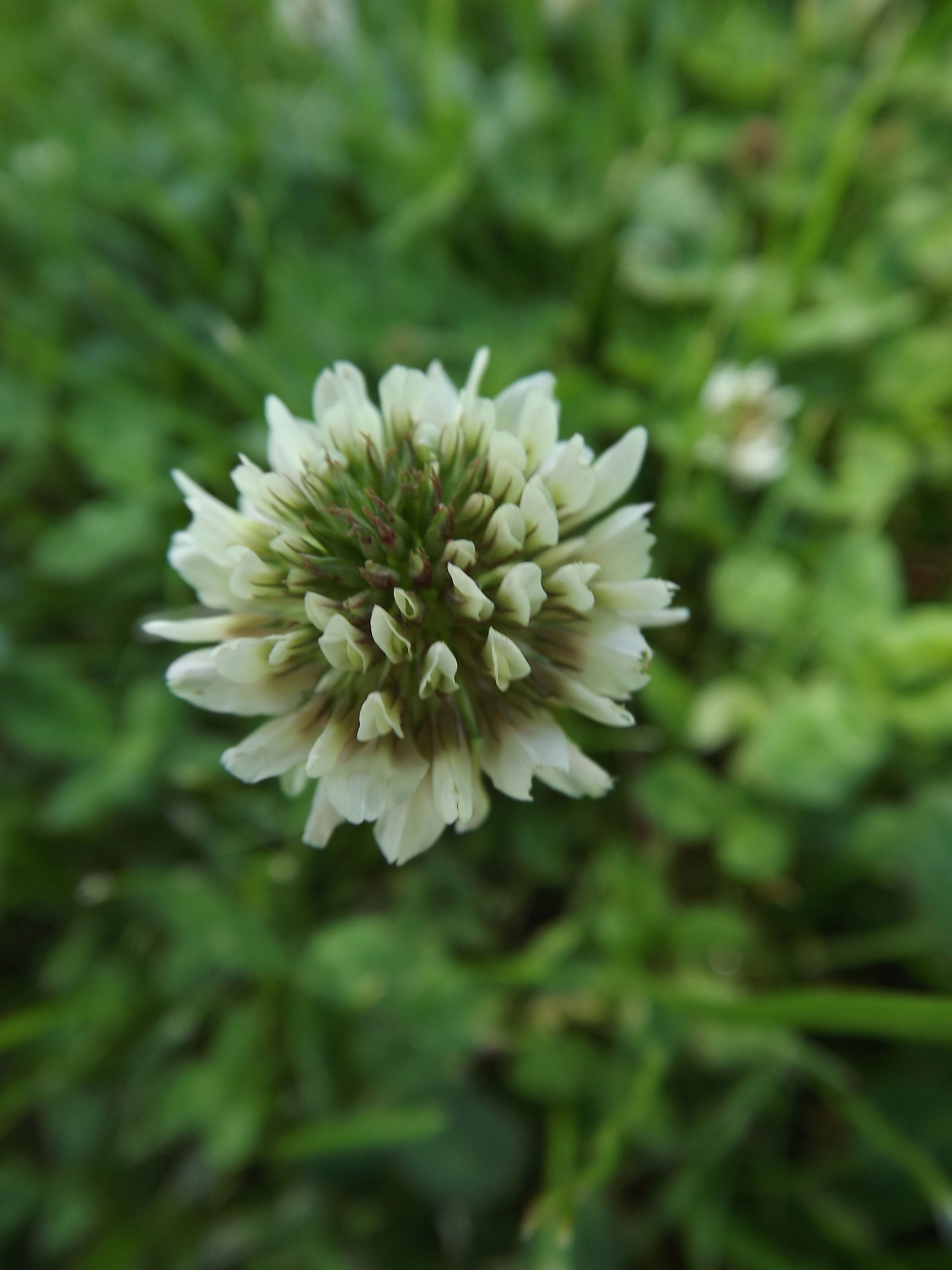 clover-upload