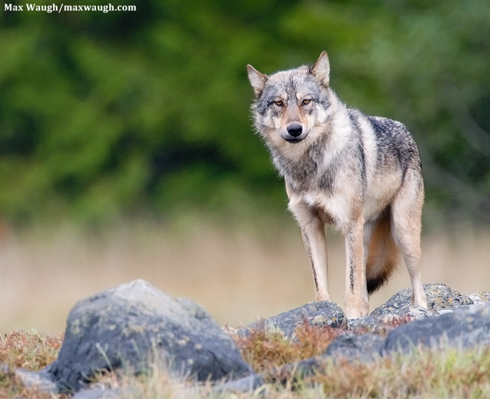 Coastal Wolf