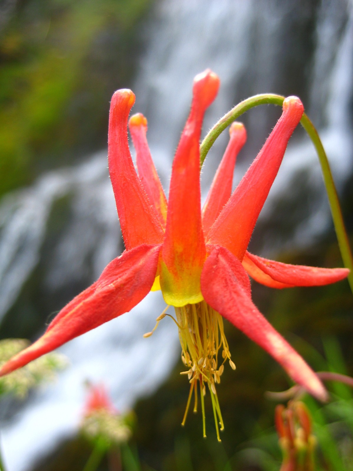 Columbine flower