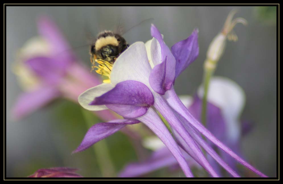 Columbine with Guest
