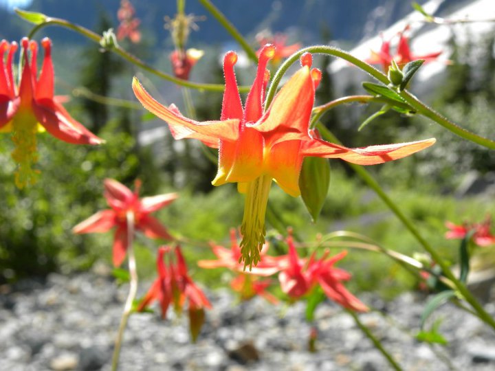 Columbine