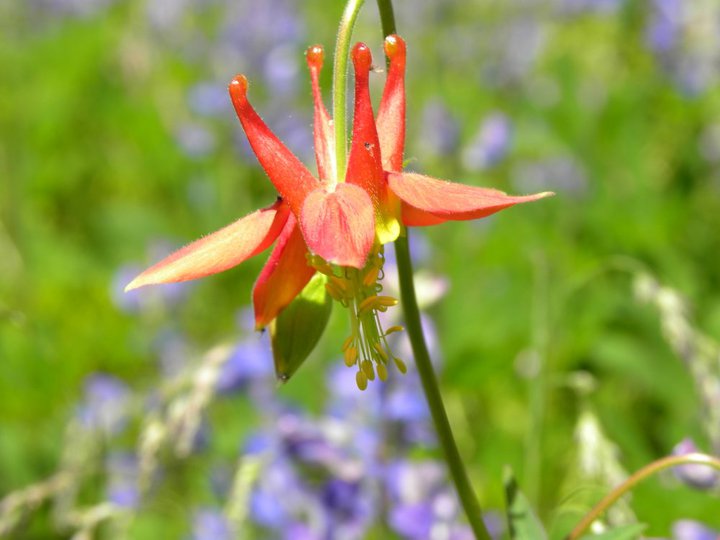 Columbine
