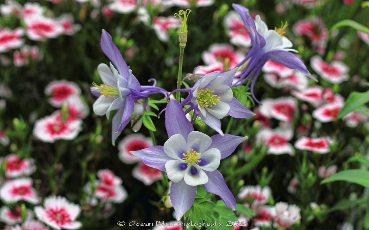 Columbine