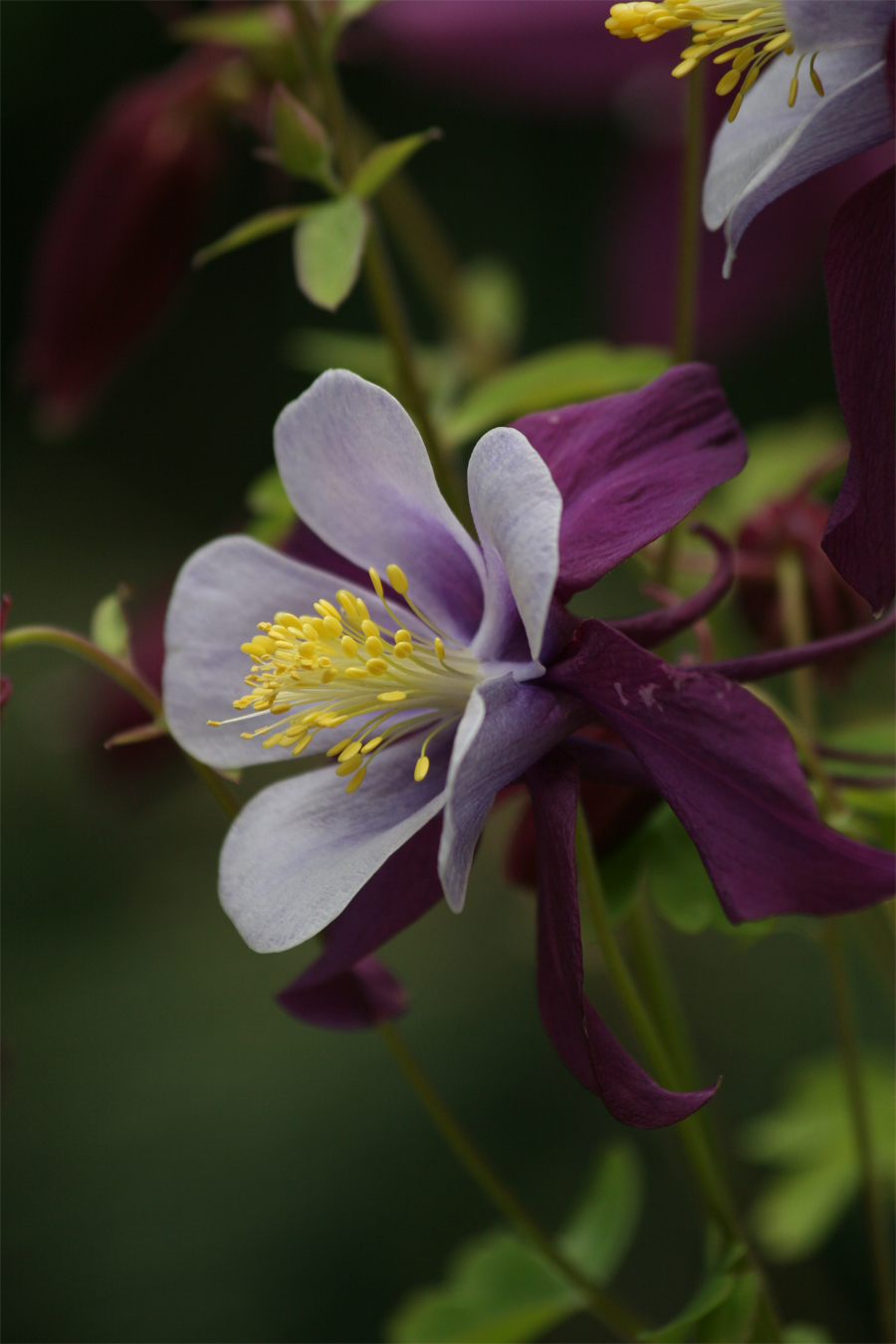 Columbine