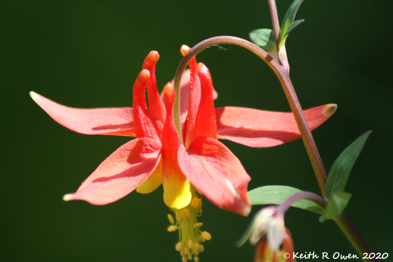 Columbine