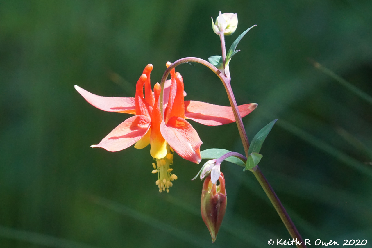 Columbine