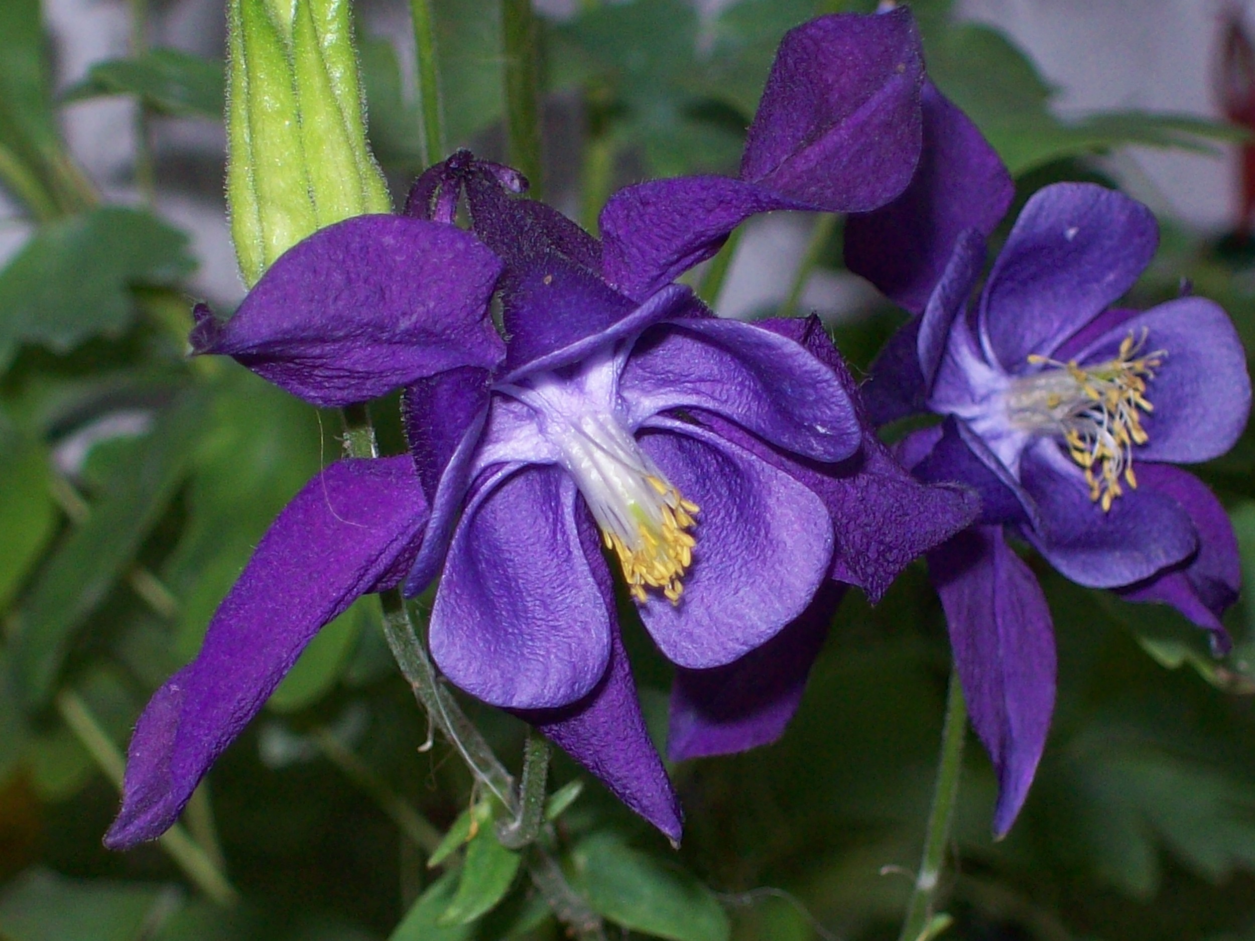 columbine