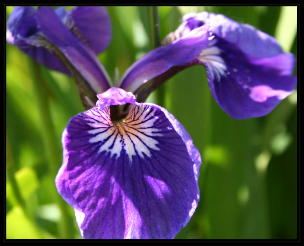 Common Blue Flag