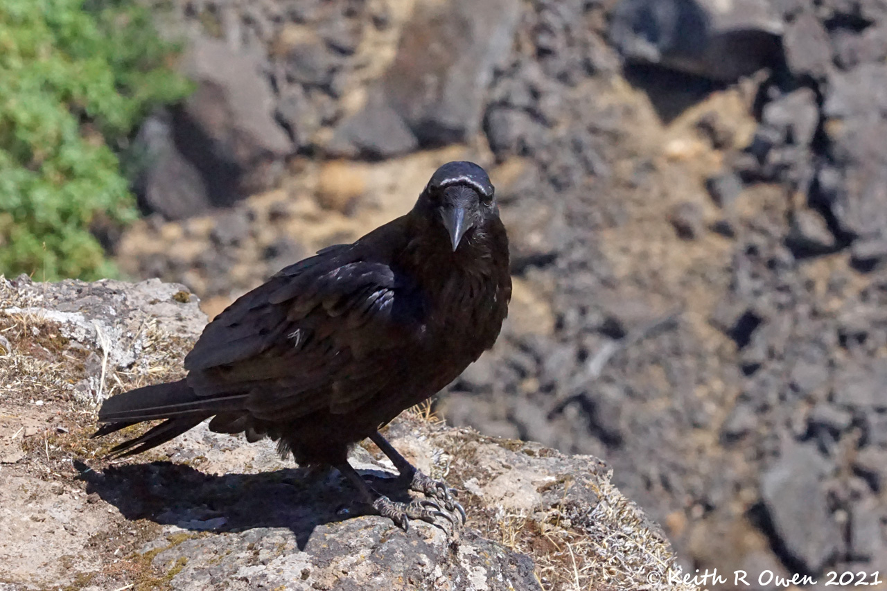 Common Raven