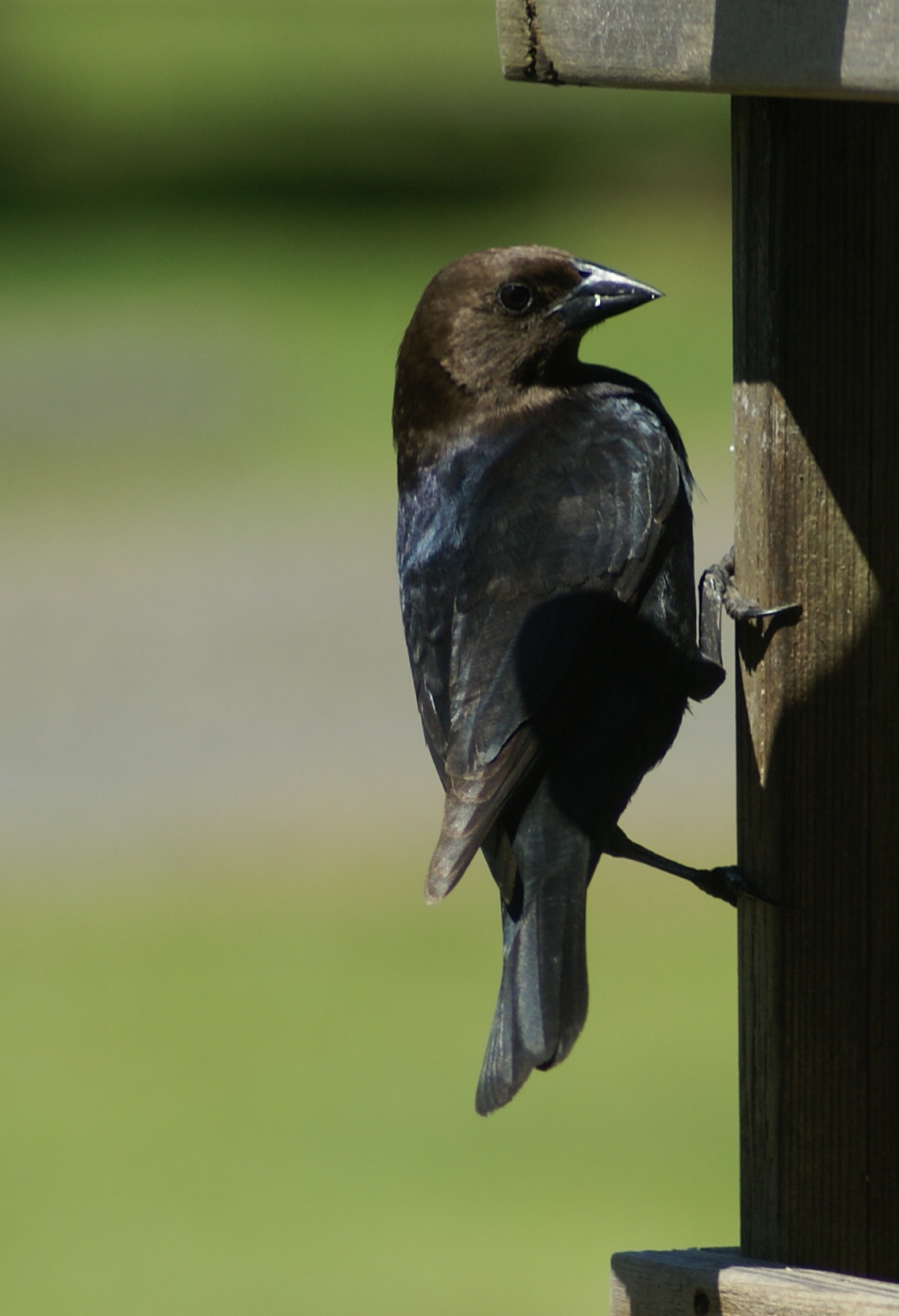 cow bird