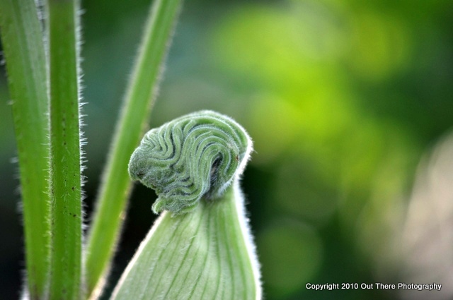 Cow Parsnip