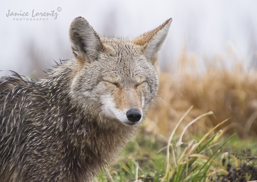 Coyote Dreaming