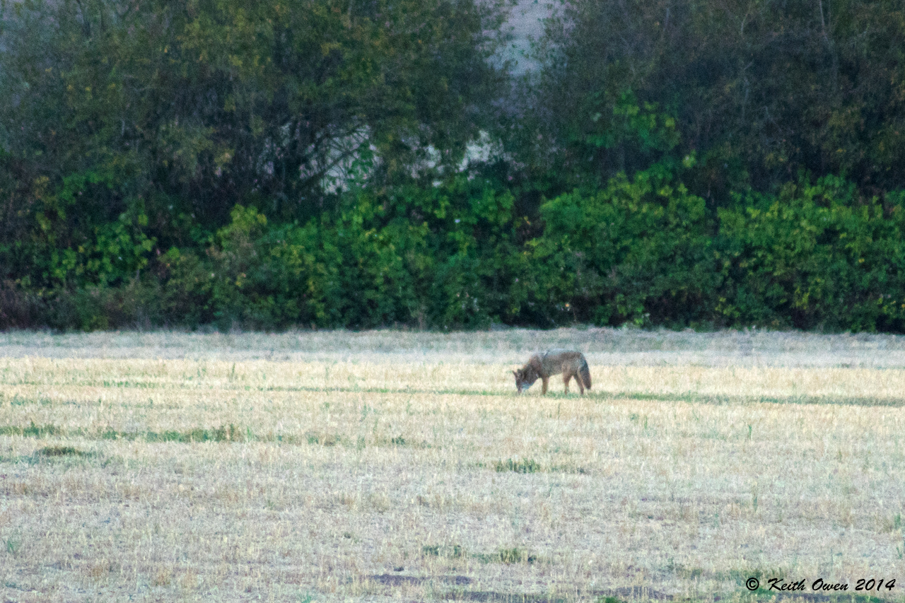 Coyote