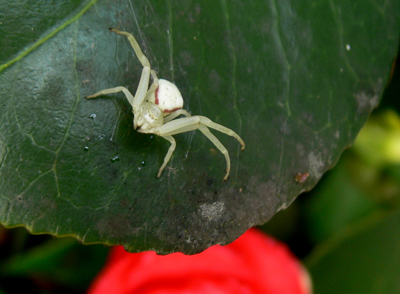 Crab spider