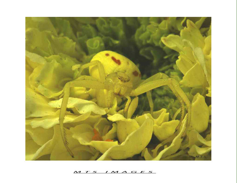 Crab spider
