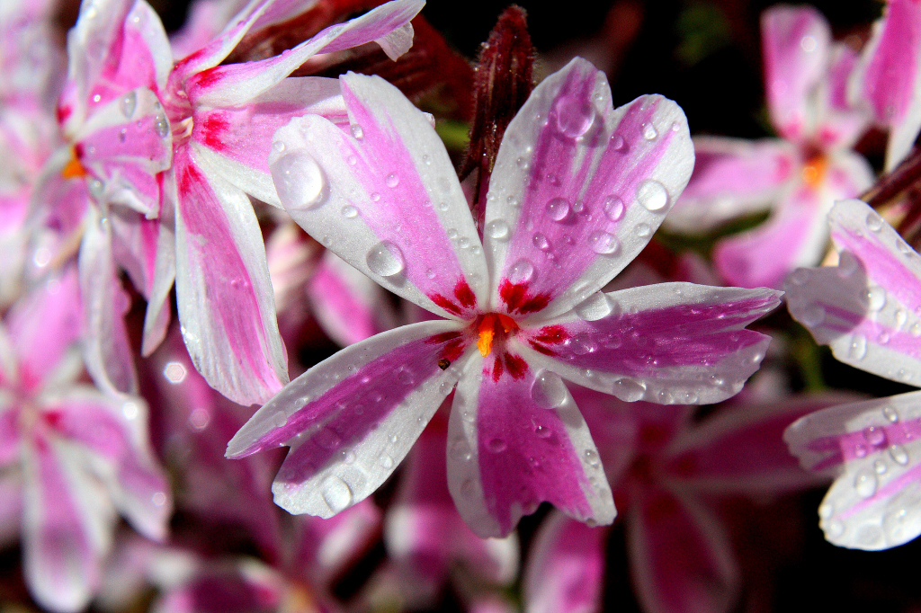 Creeping Phlox