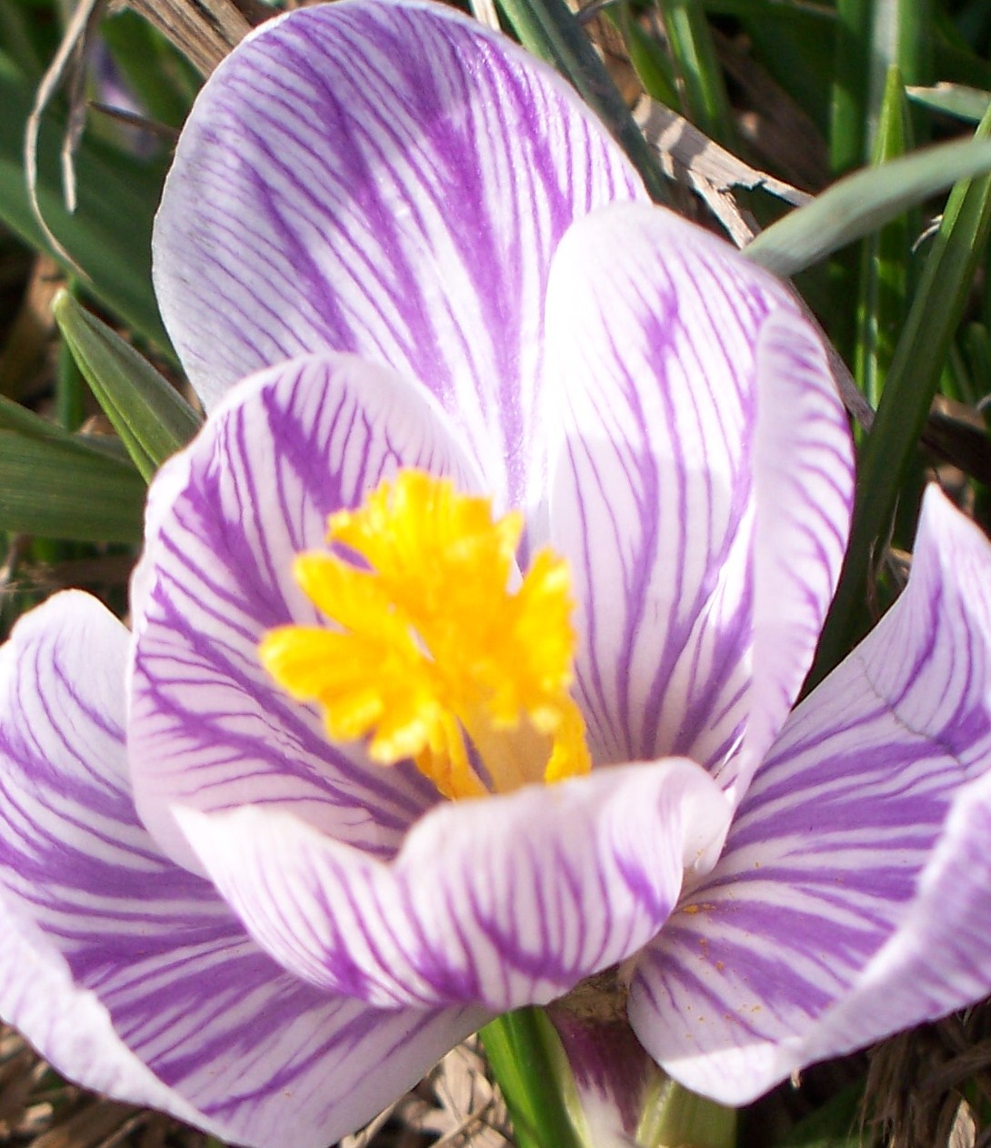 Crocus Blossom