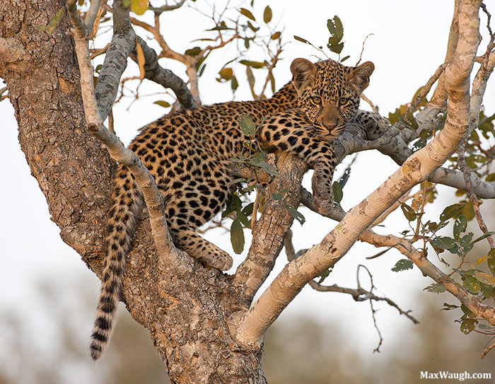 Cub of the Kikilezi Female
