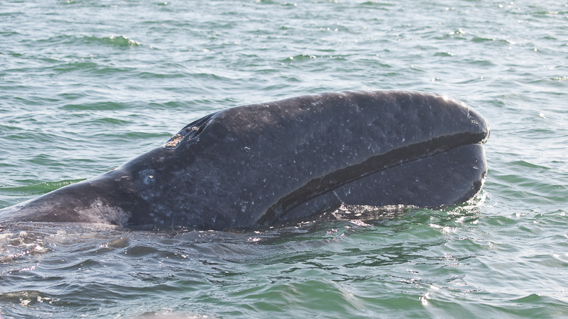 Curious Baby Gray Whale