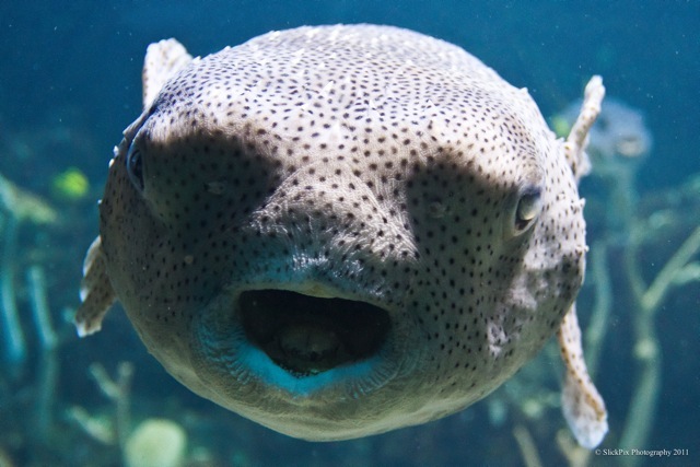 Curious Pufferfish