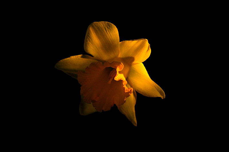 Daffodil